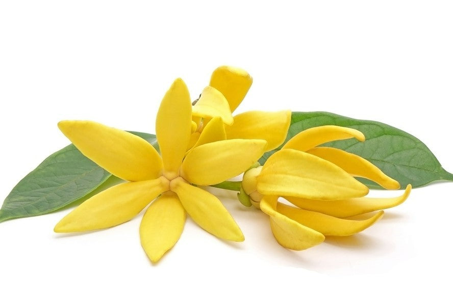 Ylang Ylang Essential Oil: Uses and Benefits